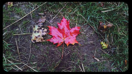 Close-up of maple leaves on ground