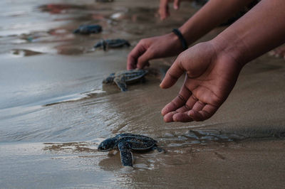 Cropped image of hand releasing leatherback turtles at beach