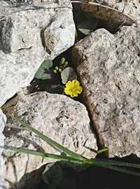 Close up of yellow flowers