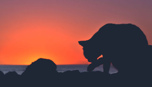 Silhouette of cat at rocky coastline against orange sky