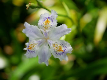 Close-up of flower blooming outdoors