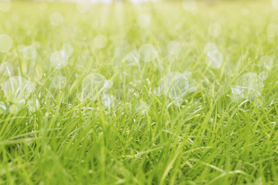 Full frame shot of fresh grass in field