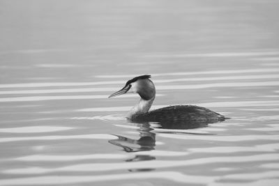 Duck swimming on lake