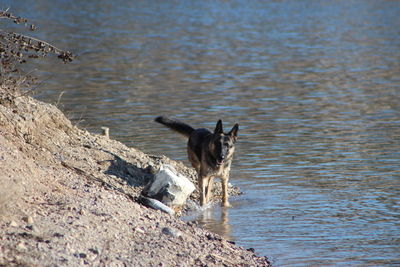 German shepherd by lake