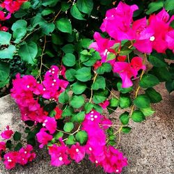 Close-up of pink flowers