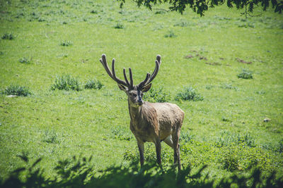 Deer standing on field