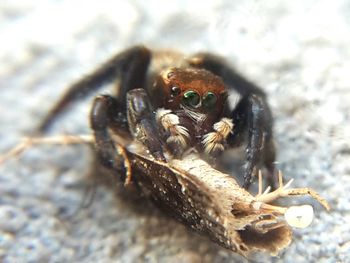 Close-up of spider on leaf