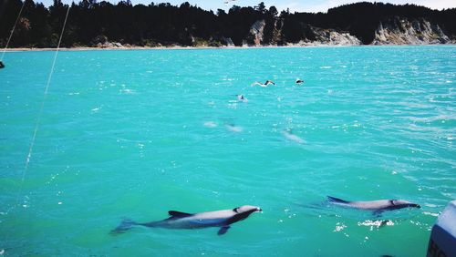 High angle view of birds swimming in sea