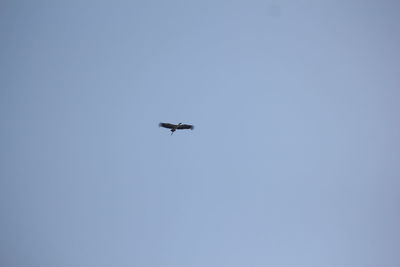 Low angle view of airplane flying in sky