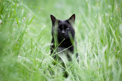 Portrait of a cat on field