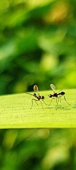 Close-up of ant on leaf