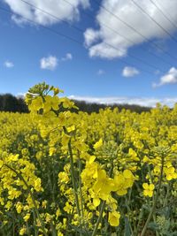 Scenic view of oilseed rape field against sky