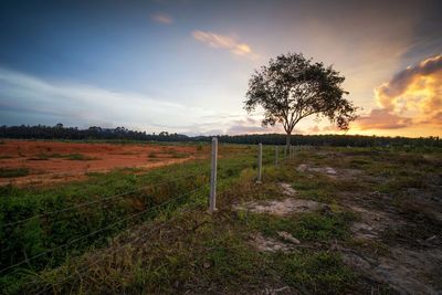 Tree on field against sky during sunset