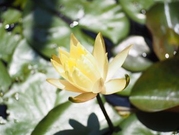 Close-up of yellow flowering plant