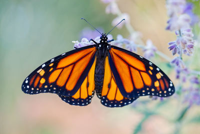 Close-up of butterfly on flower