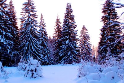 Snow covered pine trees in forest during winter