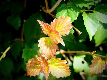 Close-up of autumn leaves