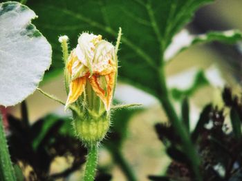 Close-up of insect on plant