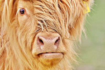 Portait of a hairy cow