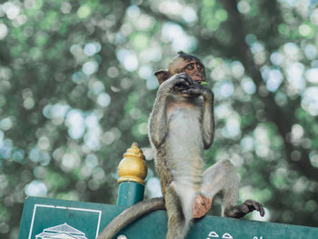Low angle view of monkey eating