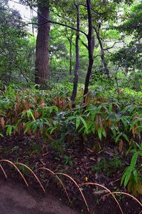 Trees and plants on field in forest