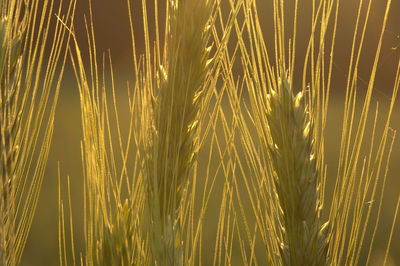 Close-up of crops growing on field against sky