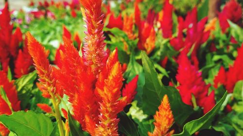 Close-up of red flowering plants