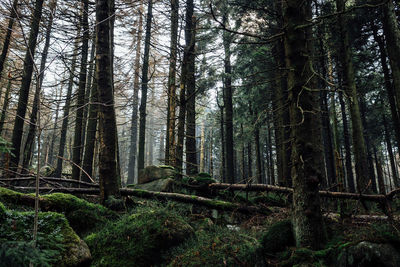 Scenic view of forest