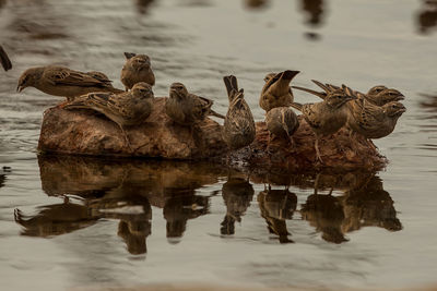 View of ducks swimming in lake