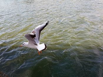 High angle view of bird flying over sea