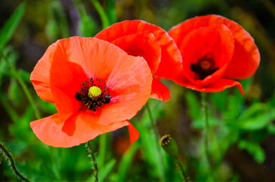 Close-up of red poppy flowers