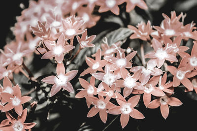 Close-up of pink cherry blossoms