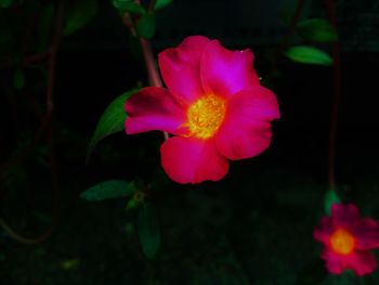 Close-up of pink flower blooming outdoors