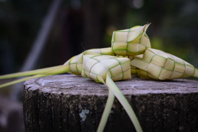 Close-up of leaf on tree stump