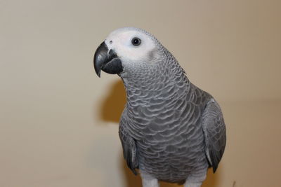 Close-up of a bird