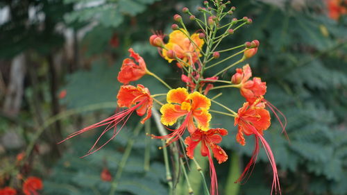 Close-up of red flowers blooming outdoors