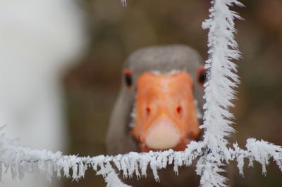 Close-up of duck in snow during winter