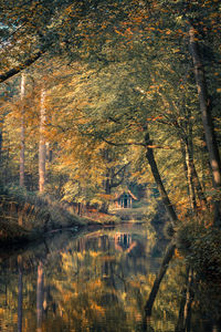 Trees by lake during autumn