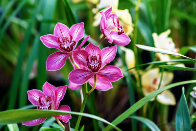 Close-up of pink flowering plant