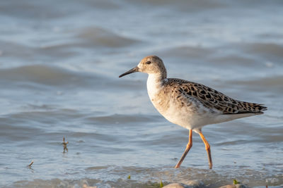 Close-up of bird in water