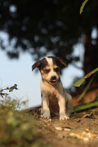 Portrait of a dog