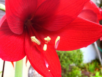 Close-up of red hibiscus blooming outdoors