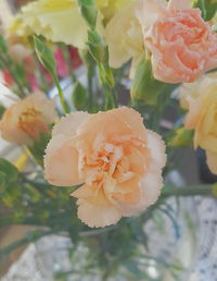 Close-up of rose blooming