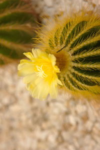 Close-up of yellow flowering plant