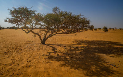 Trees on desert against sky