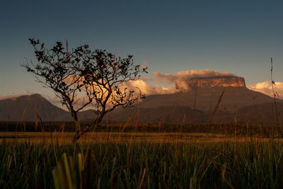 Scenic view of field against sky during sunset