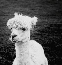 Alpaca in black and white 