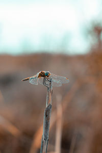 Close-up of dragonfly on twig