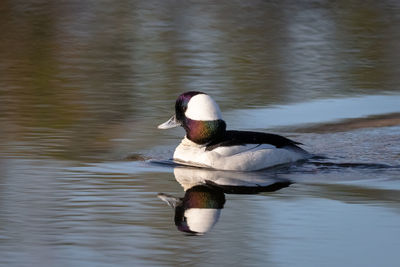 Duck swimming in a lake