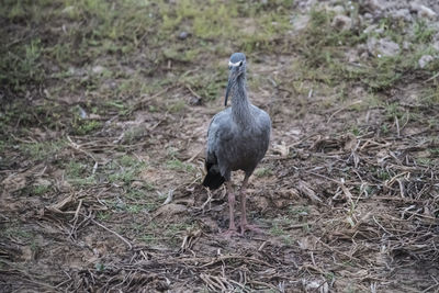 Close-up of bird on field